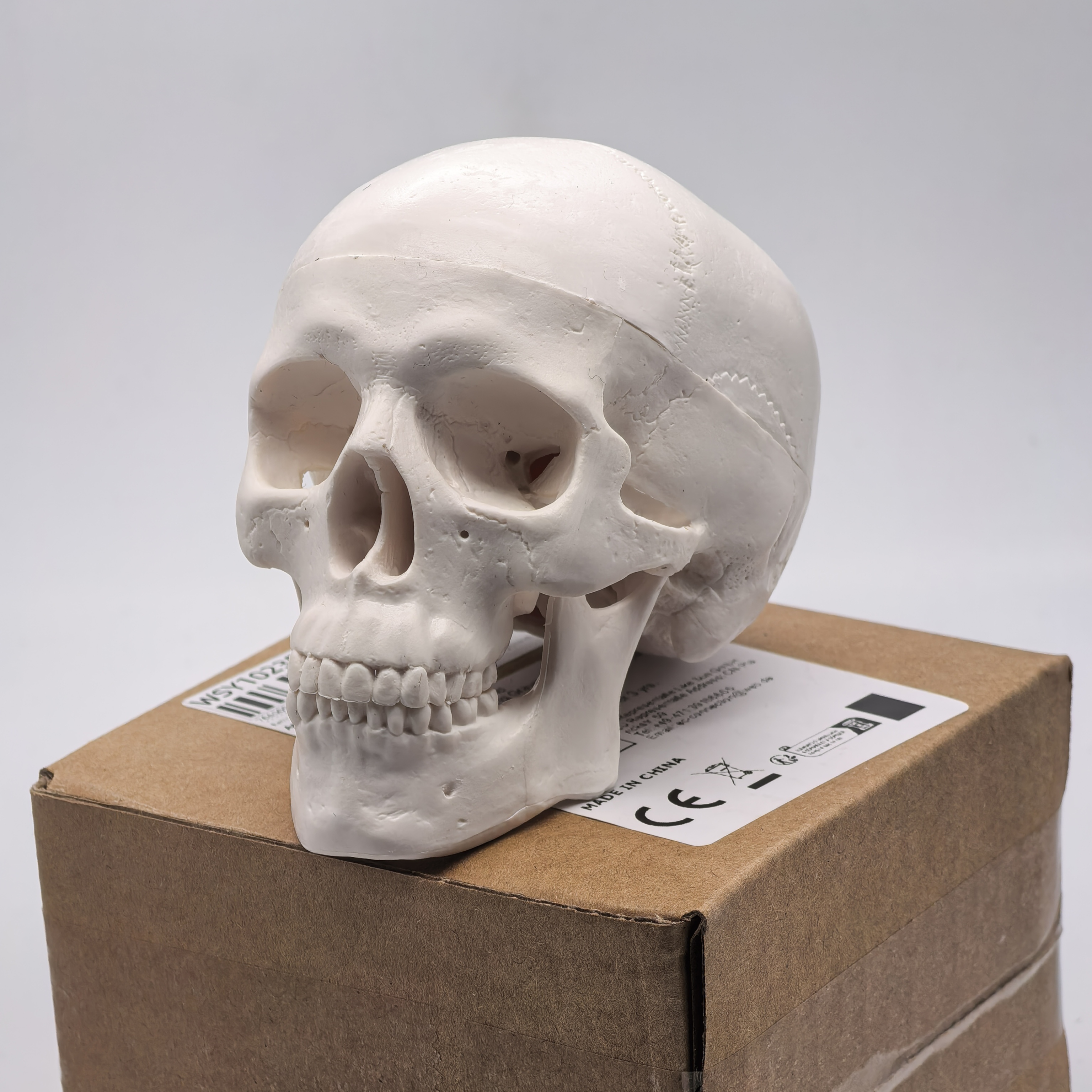 Science For K1 - table Human Skull Model - Anatomical