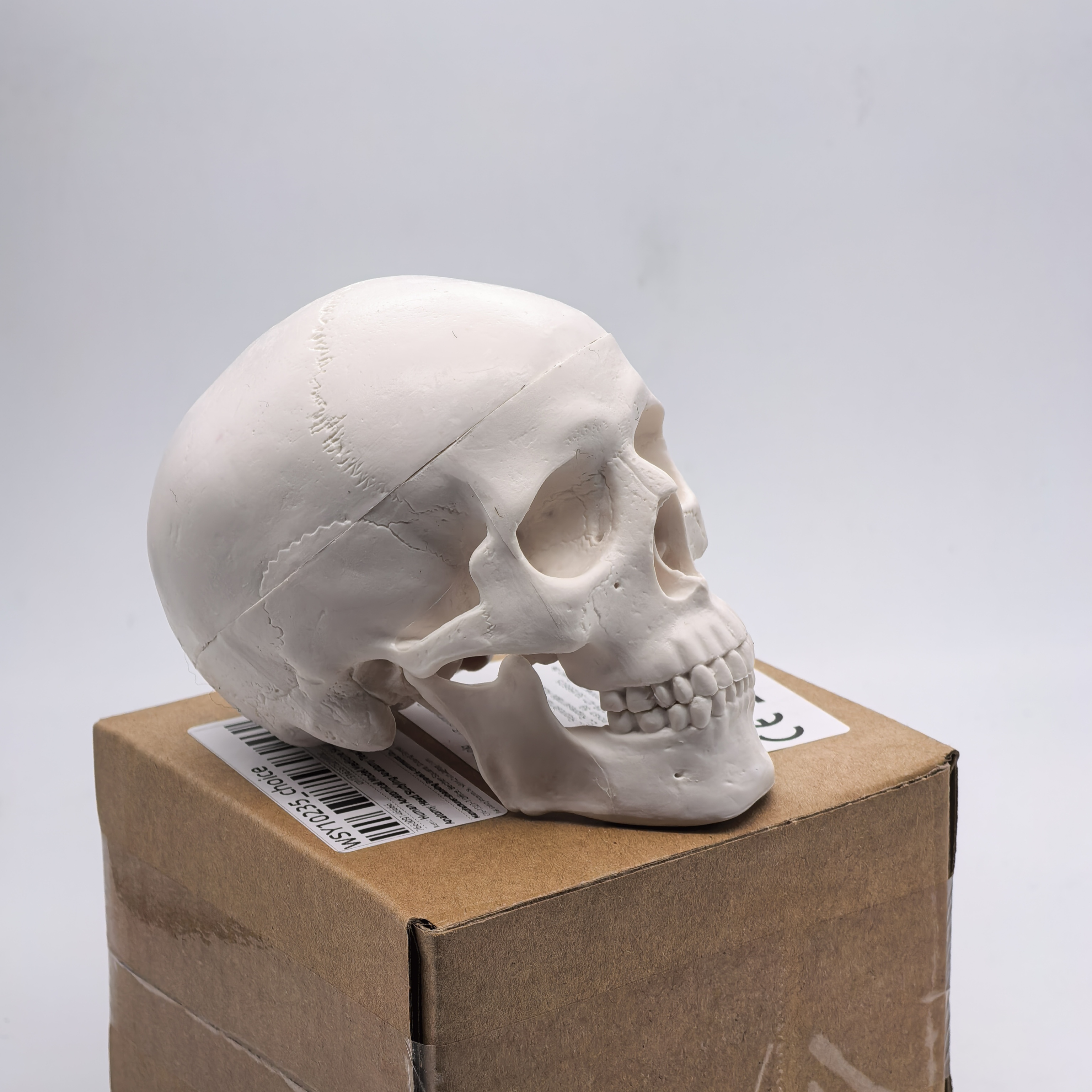 table Human Skull Model - Anat - đánh giá và giá Science For K1
