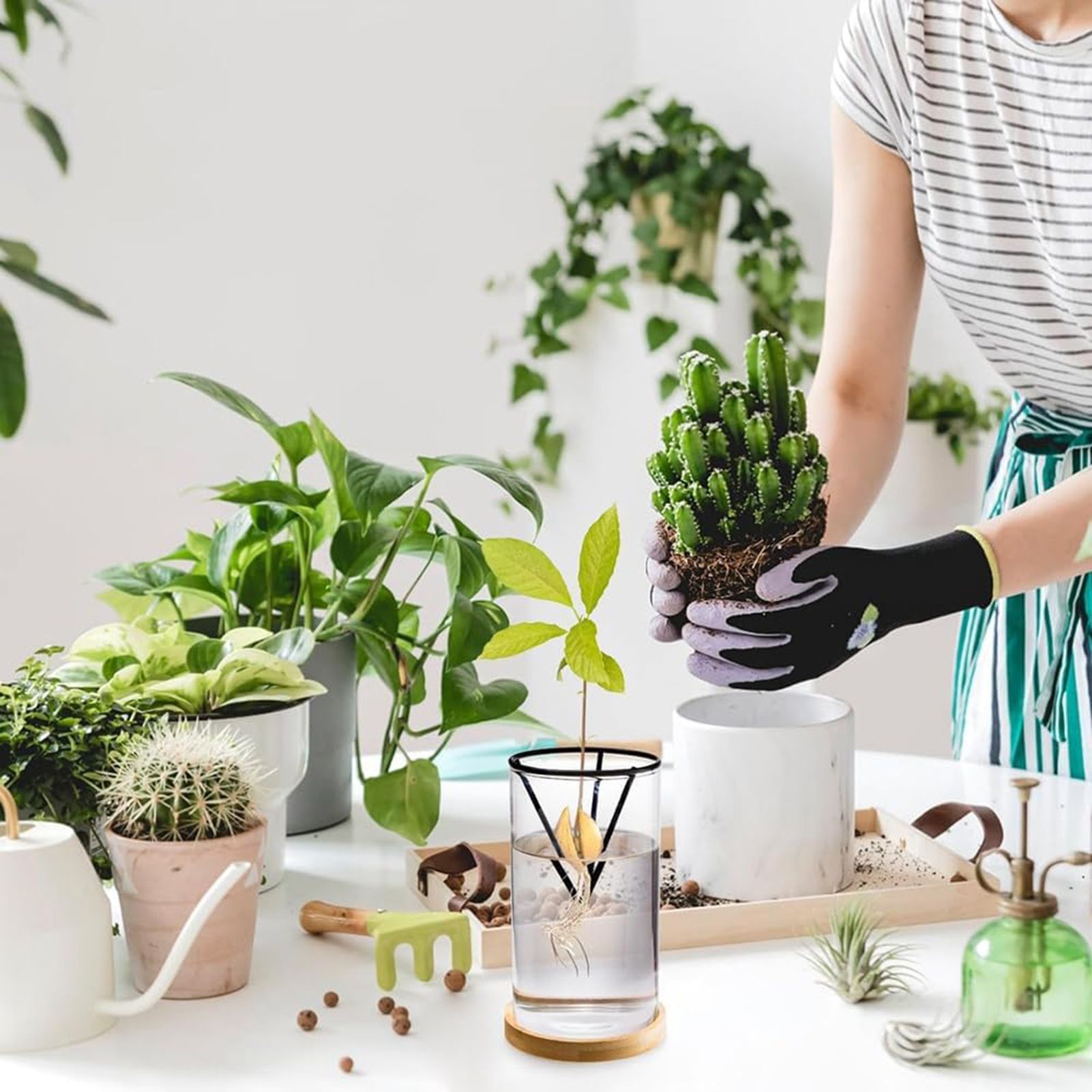 1Set Avocado Tree Growing Kits - đánh giá và giá Crystal Growing Kit