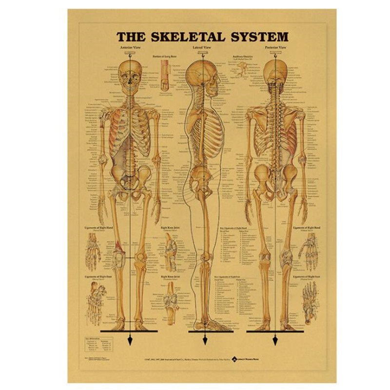 Vintage The Skeletal System Me - đánh giá và giá Star Map Poster