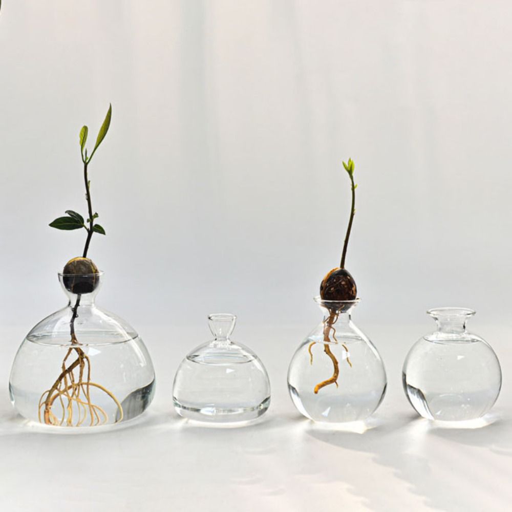 Transparent Avocado Hydroponic - đánh giá và giá Crystal Growing Kit