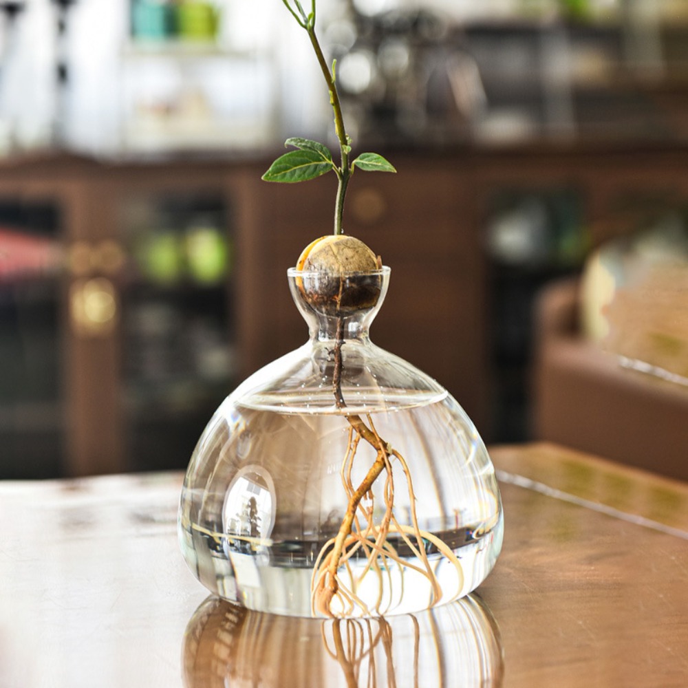 Transparent Avocado Hydroponic - đánh giá và giá Crystal Growing Kit