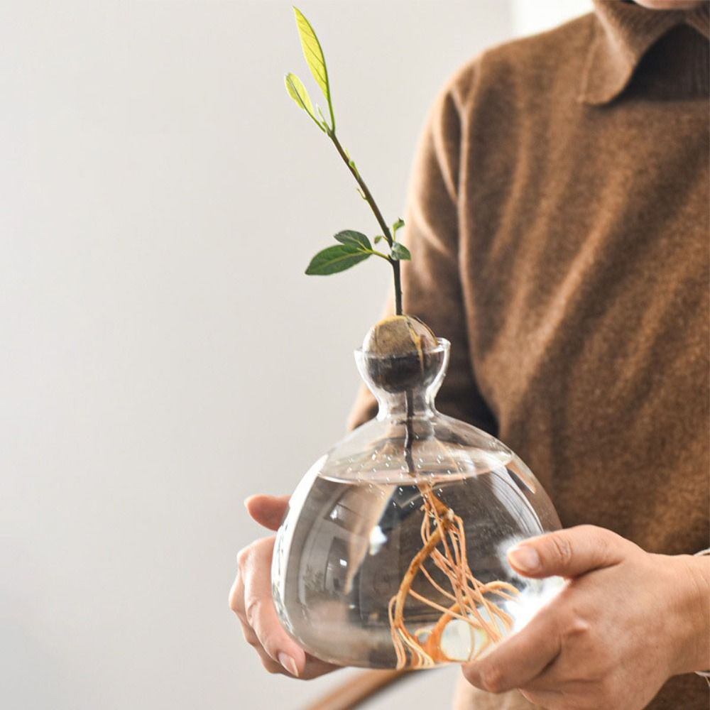 Transparent Avocado Hydroponic - đánh giá và giá Crystal Growing Kit