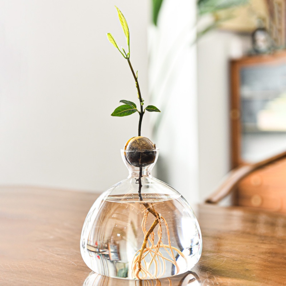Transparent Avocado Hydroponic - đánh giá và giá Crystal Growing Kit